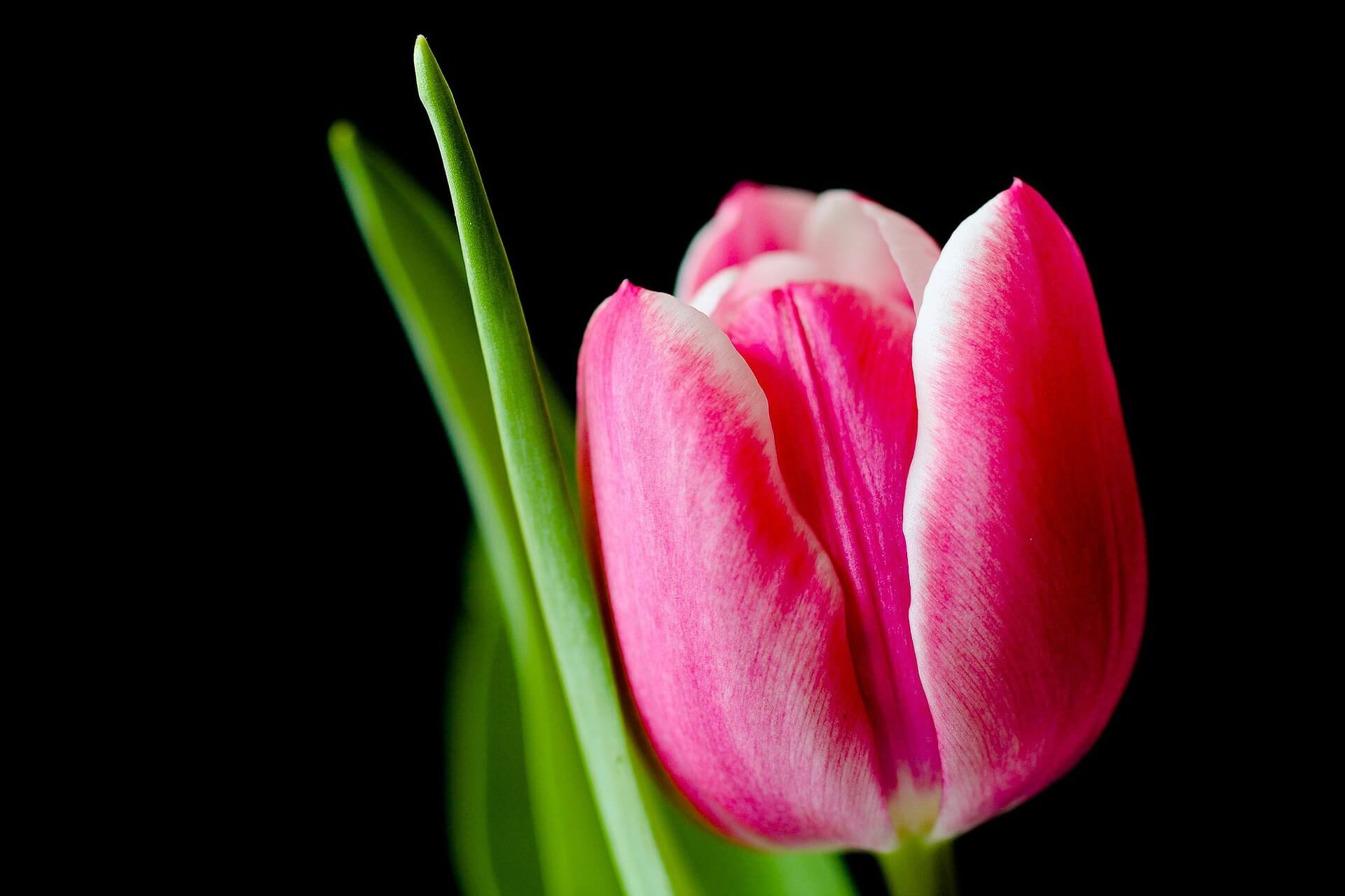 Tulip Flower Background-6