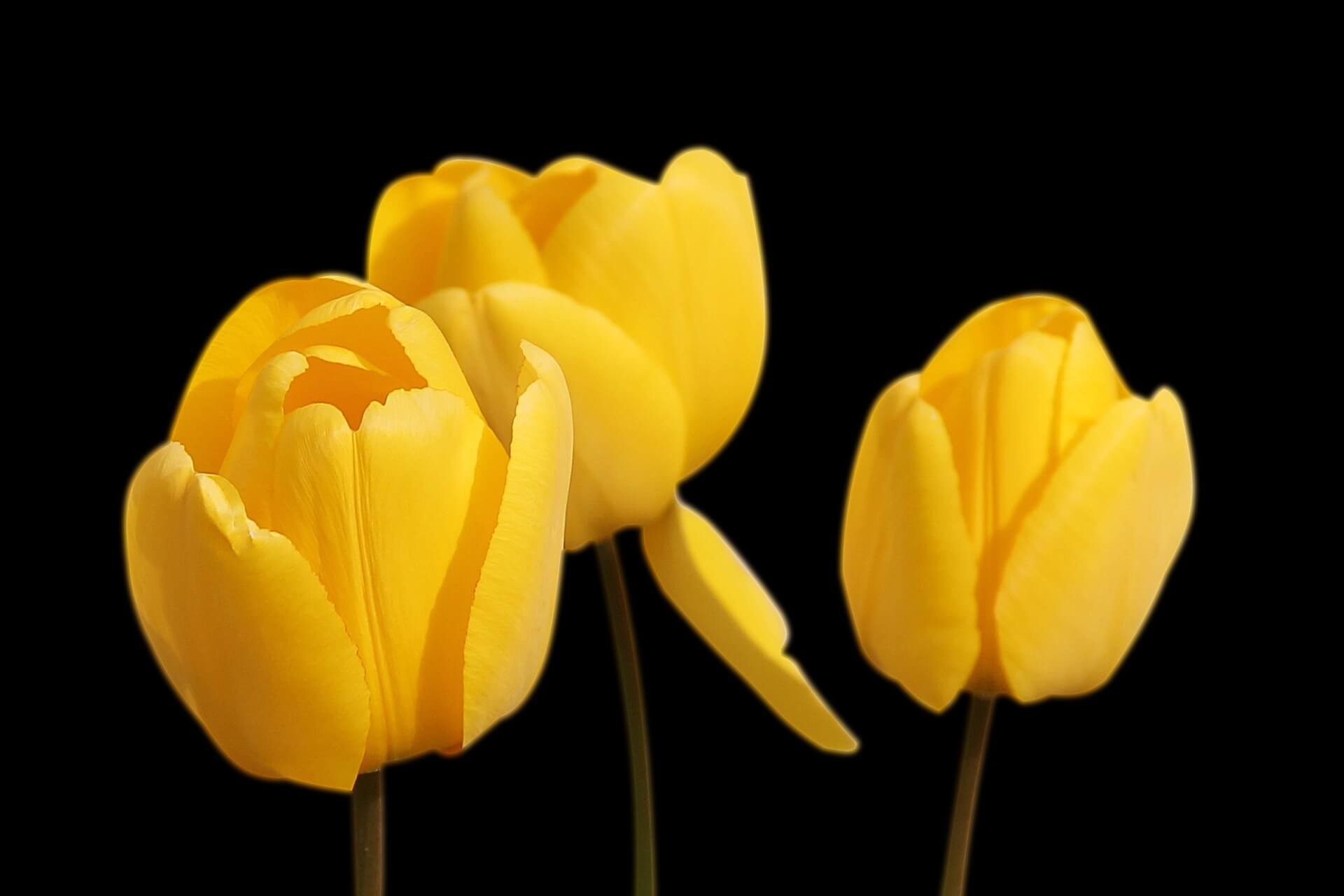 Tulips Flower-Background-2