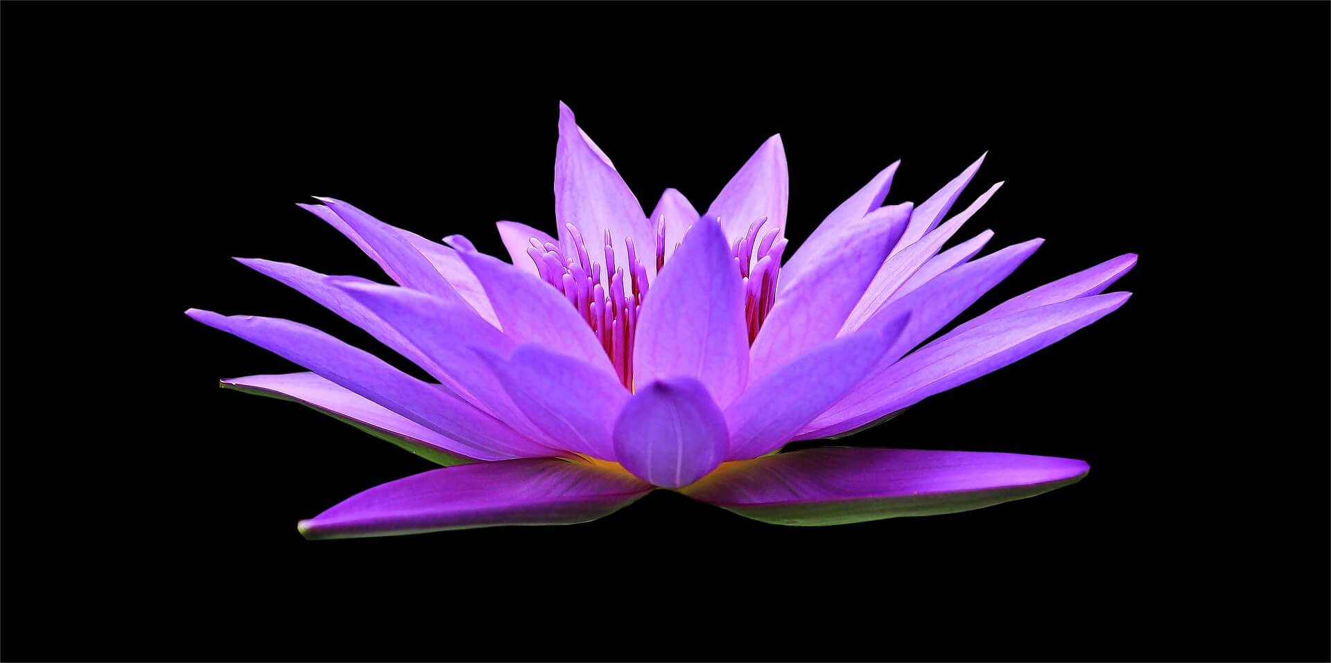 Water Lily Flower Background