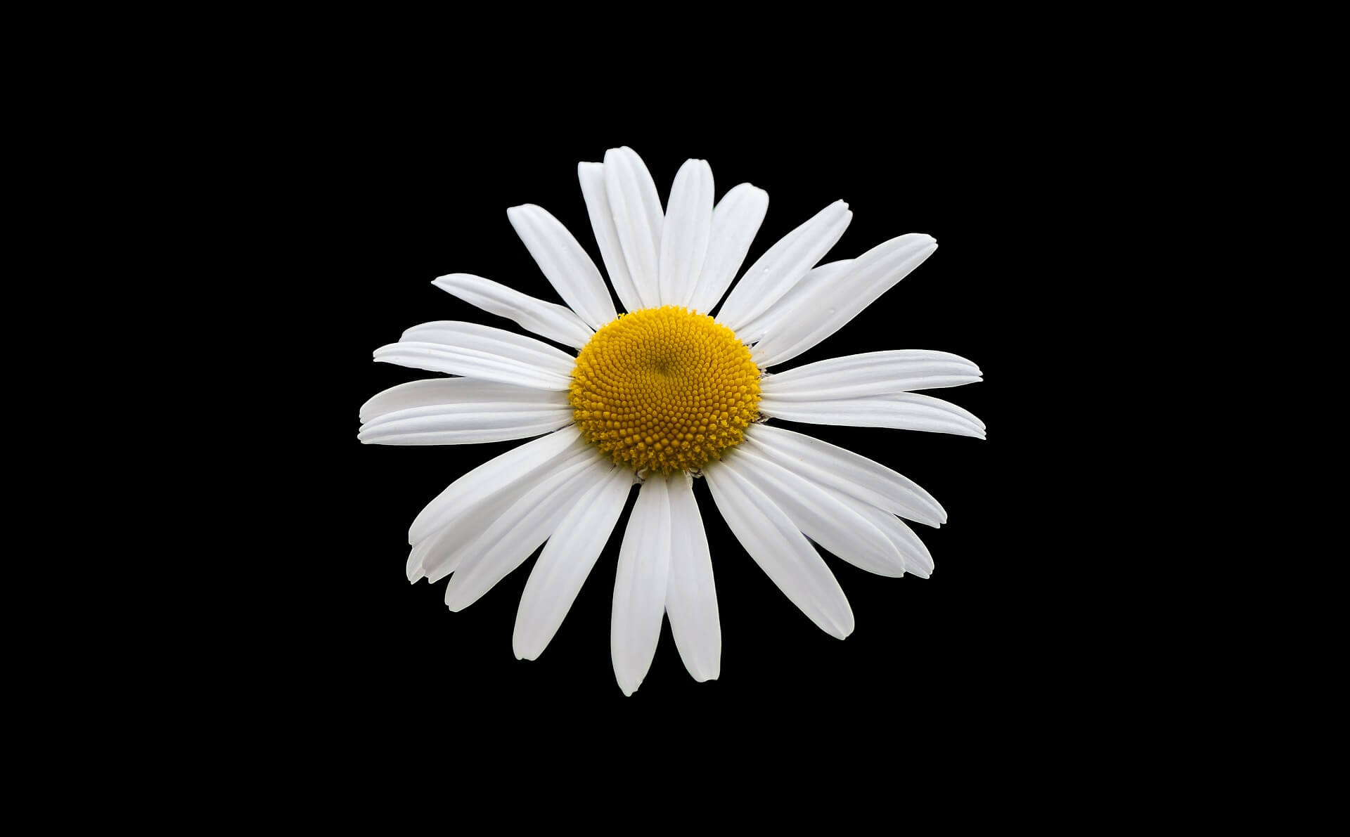 White Margriet Flower Background