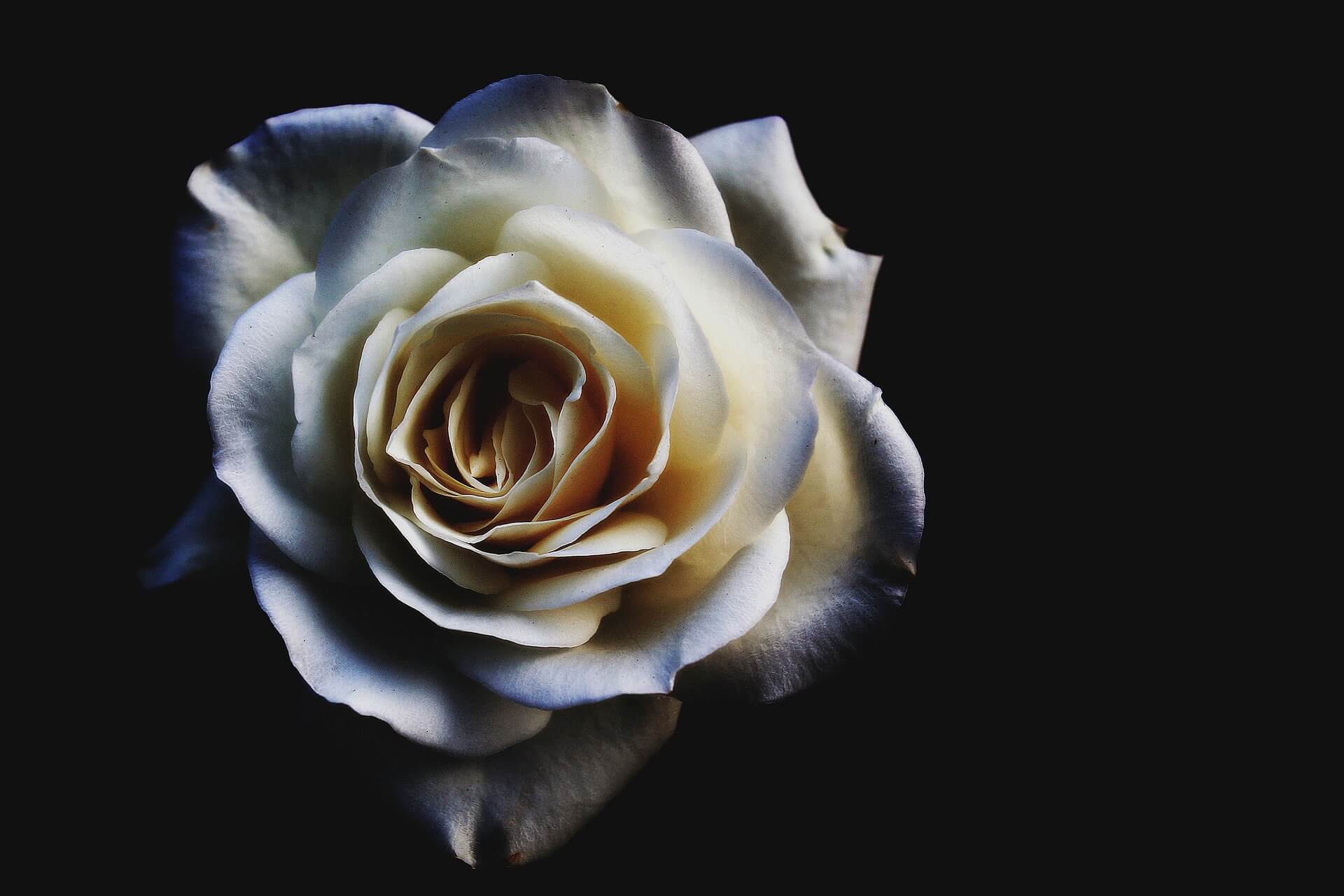White Rose Flower Background