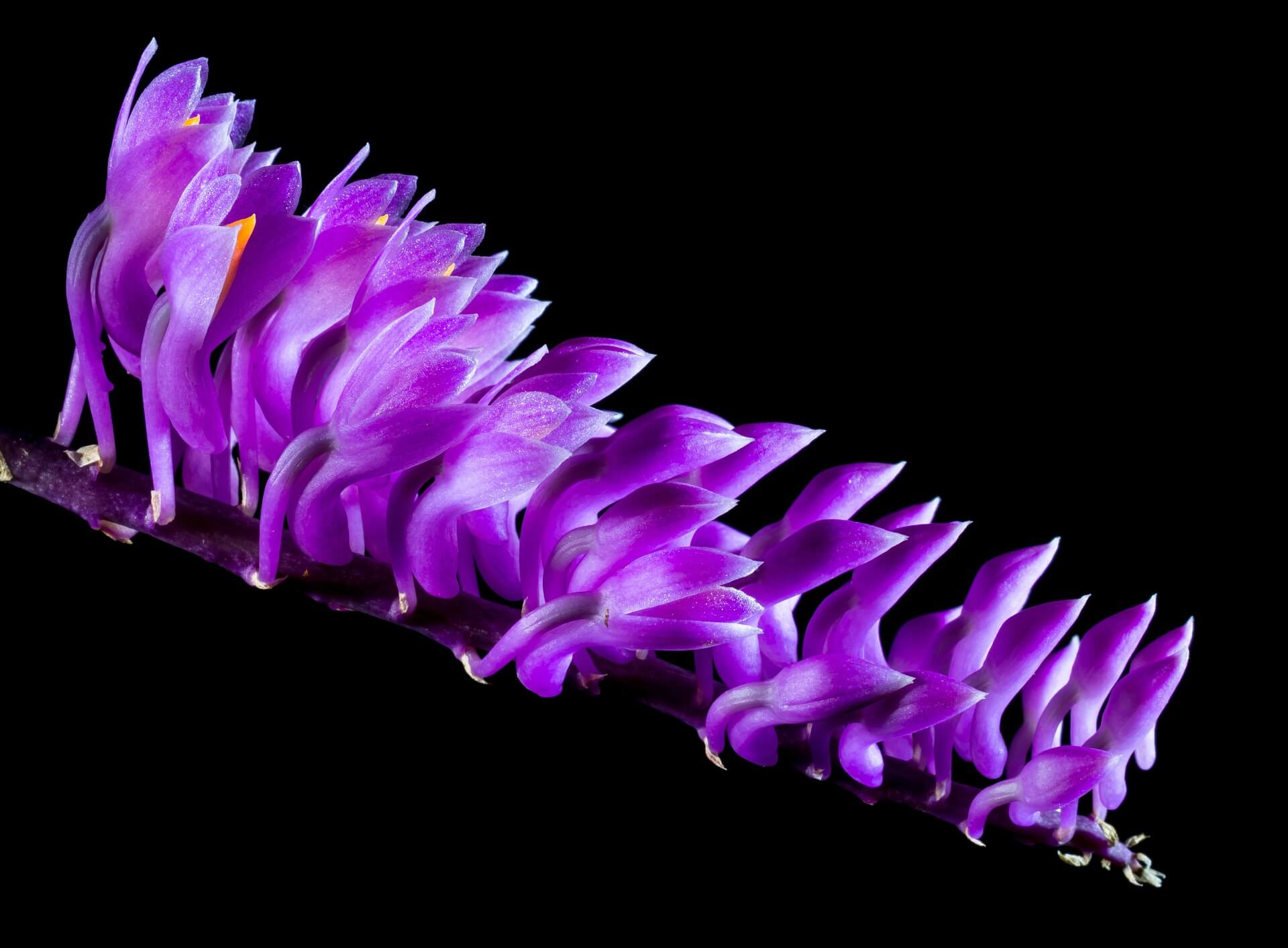 Wild Orchid Flower-Background