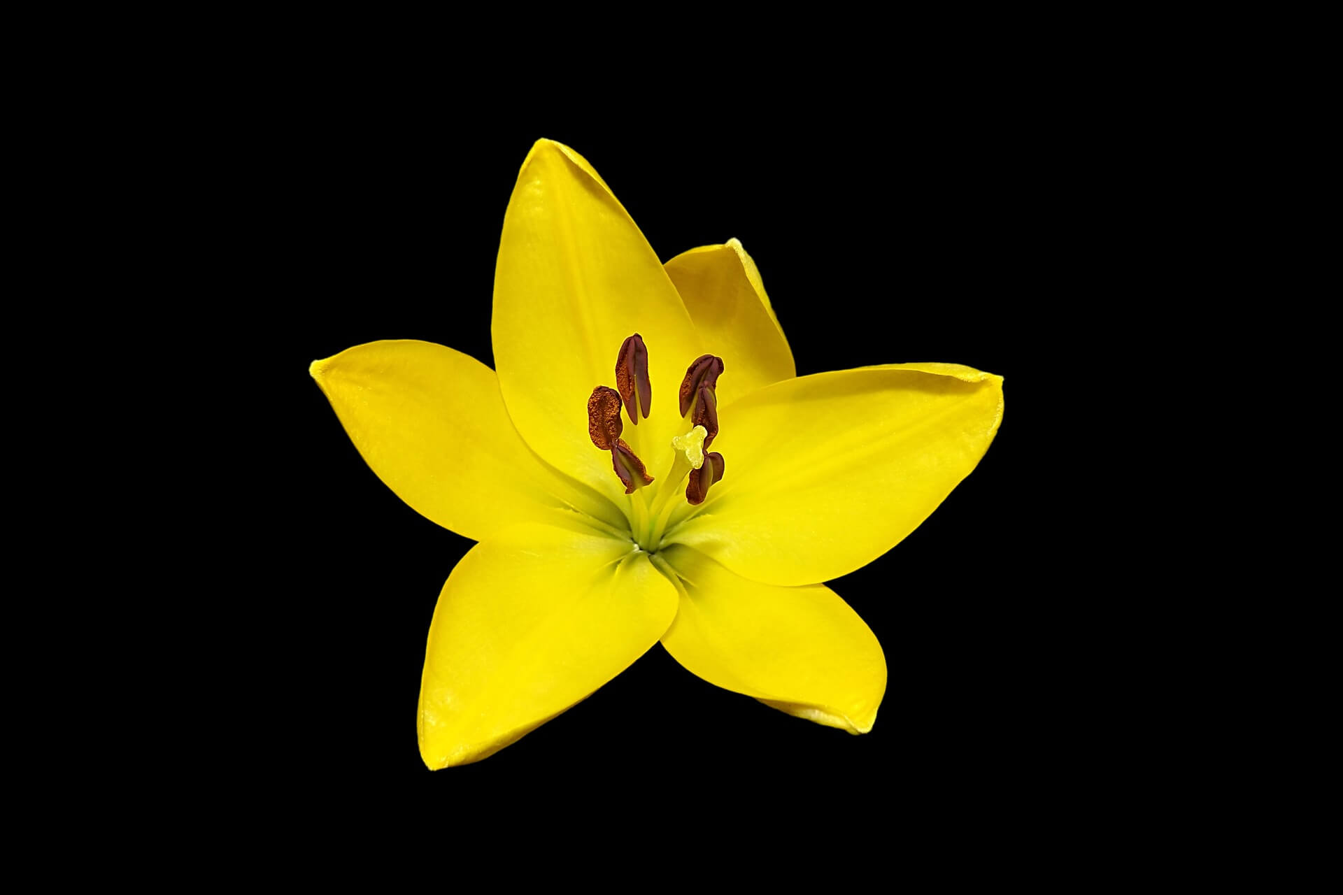 Yellow Flower Background