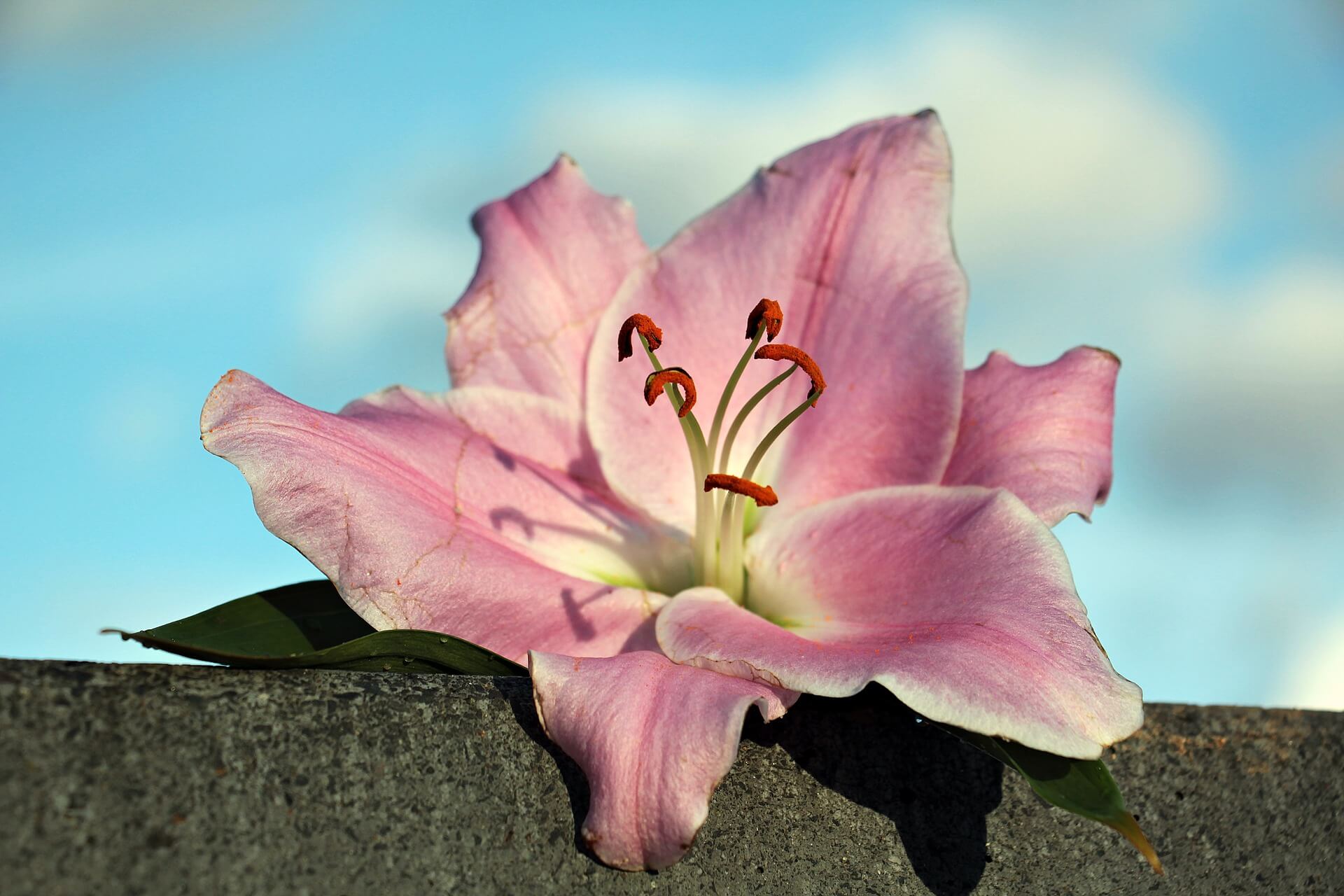 Lily Flower Background