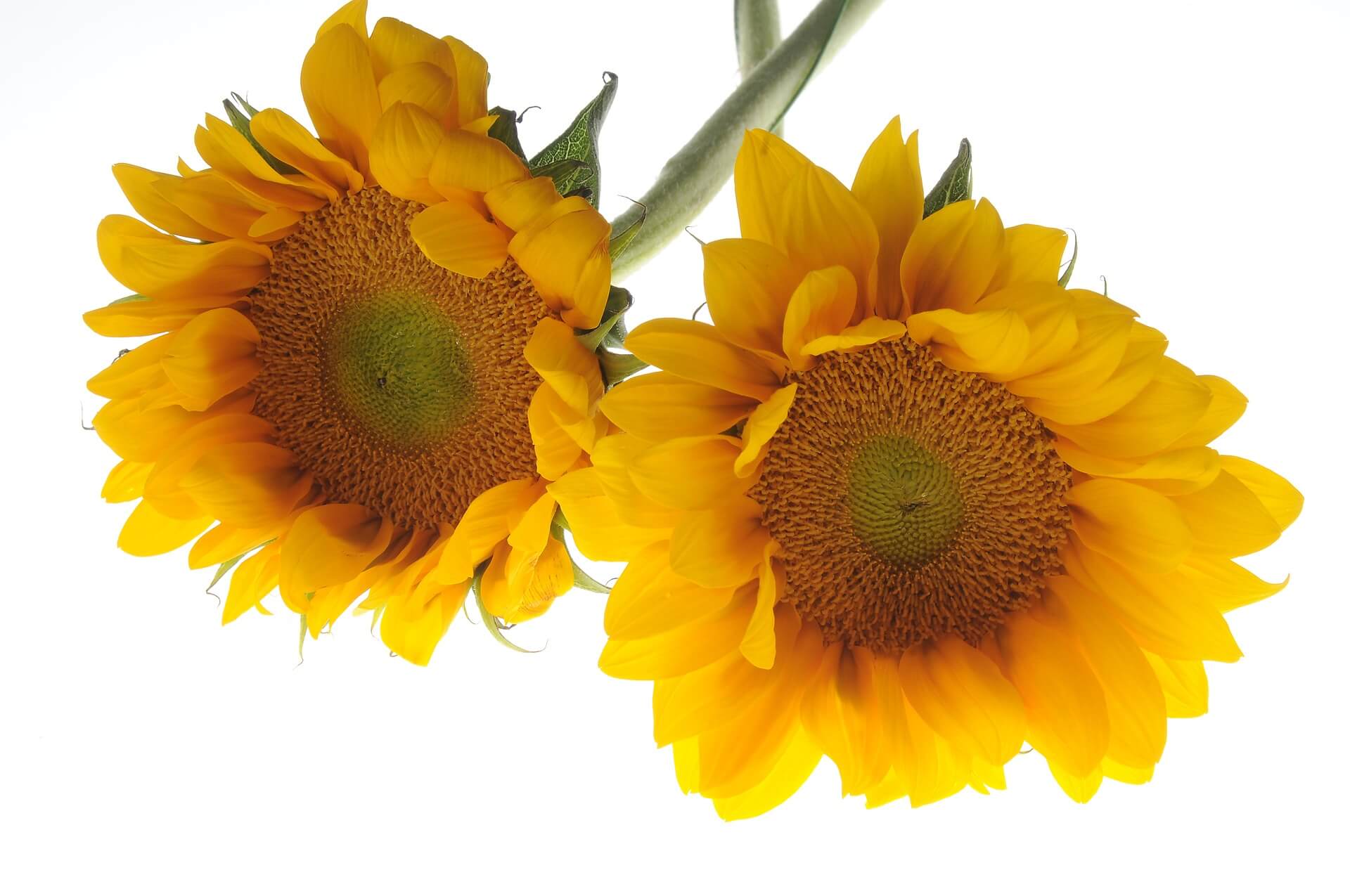 Sunflower Flower Background